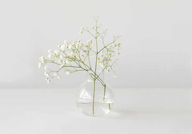 Gypsophila Aka Baby's Breath Is the All Time Favorite Filler Flower 