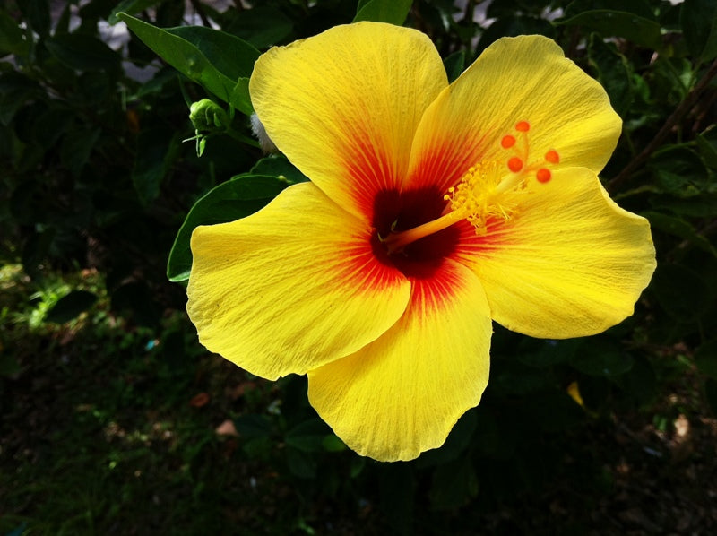 Hawaiian Flowers Ma'o Hau Hele