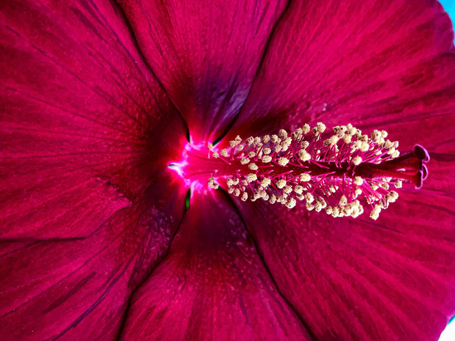 Discovering the Beauty of Hawaiian Flowers hubiscus