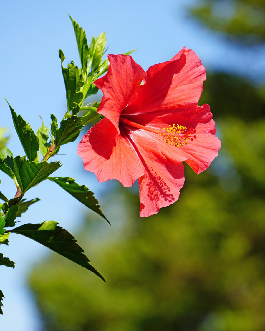 Discovering the Beauty of Hawaiian Flowers Hibiscus