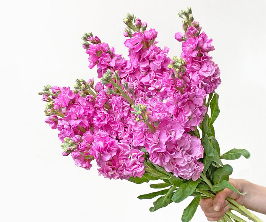 Hot pink cerise stock flower bouquet - LOV Flowers