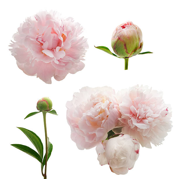 Pink peony buds and peonies in bloom