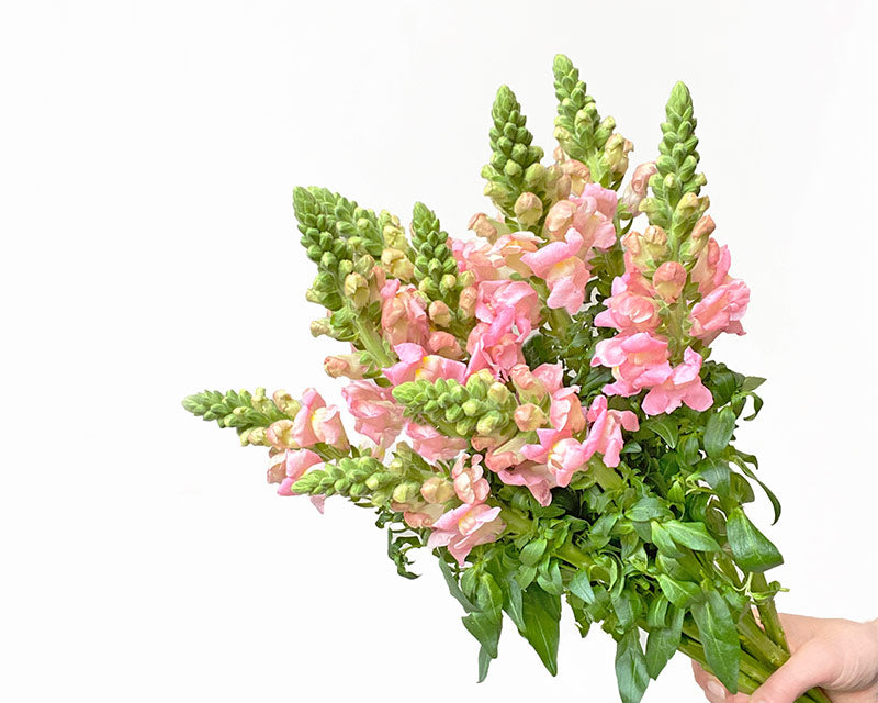 Light pink snapdragons - LOV Flowers