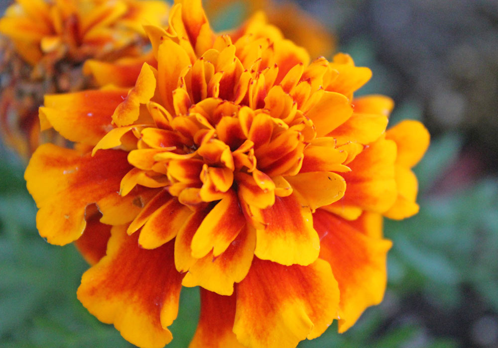 Orange marigold flower - LOV Flowers