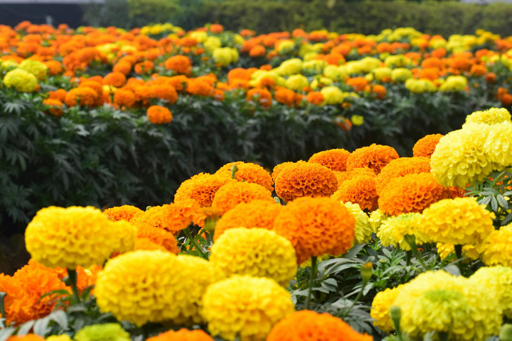 Marigold Flowers Facts Information Guide