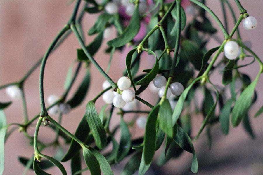 White mistletoe Christmas winter flower decoration