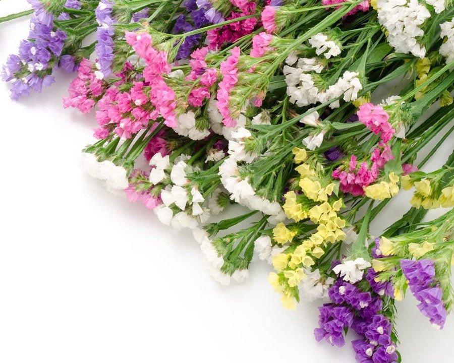 Mixed colours limonium flowers - LOV Flowers