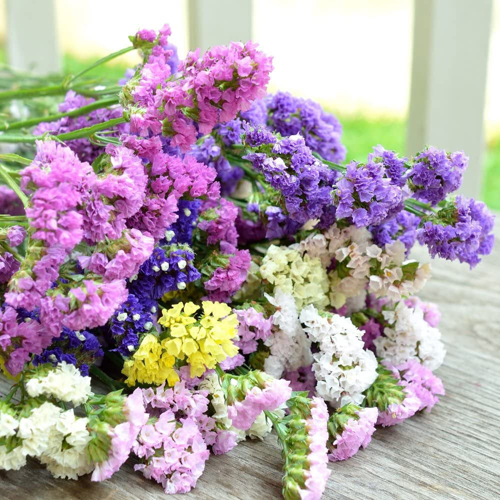 Mixed colours of Limonium flowers on a table - LOV Flowers