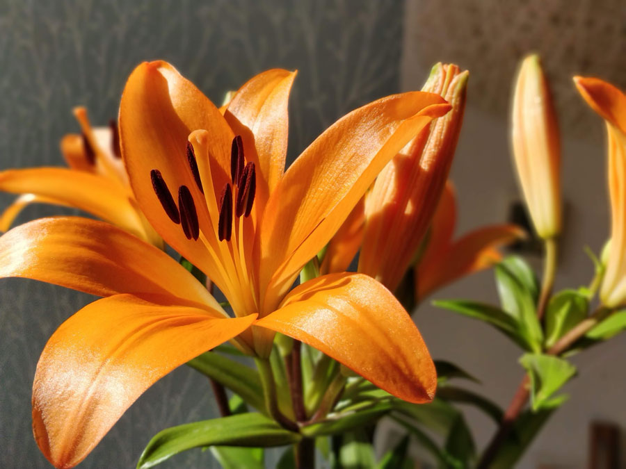 Orange lily lilies - LOV Flowers