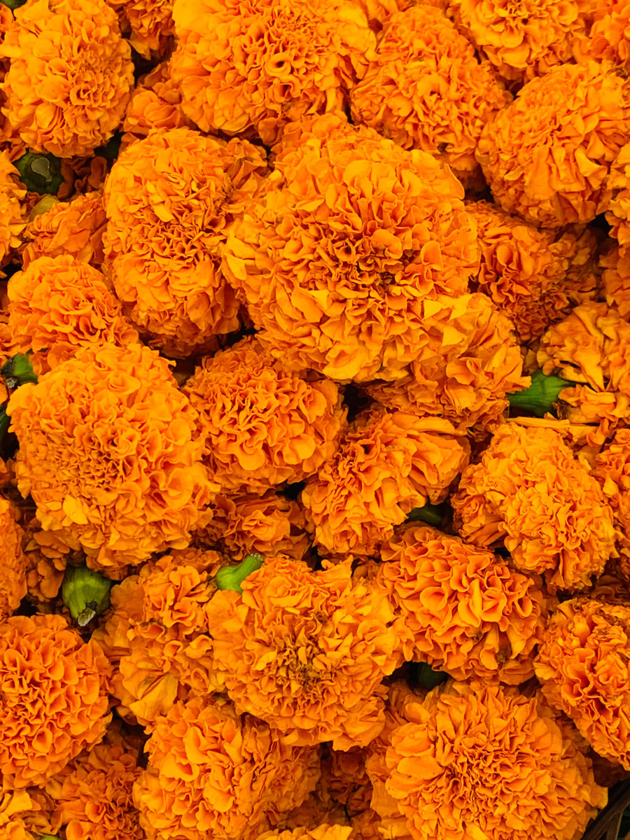 Orange British marigold autumn flowers
