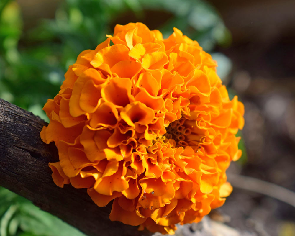 Marigold Flowers Facts Information Guide