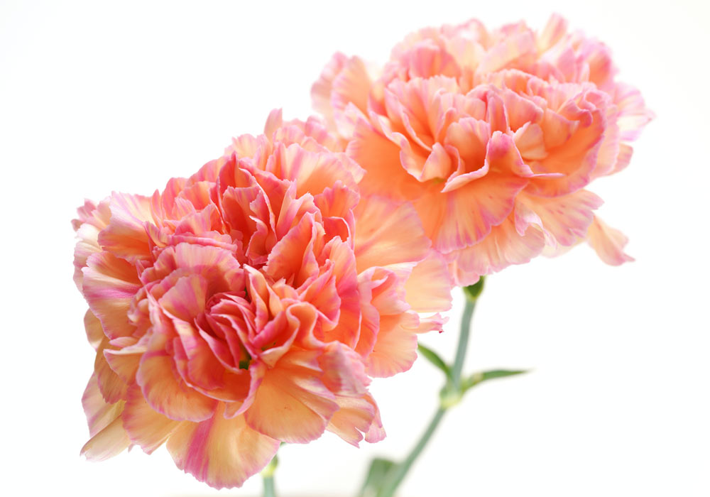 Long stem orange carnation flowers by LOV Flowers