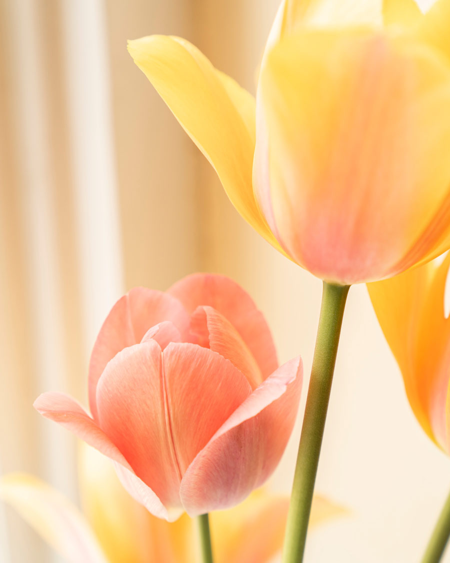 Best Flowers for Mother's Day Tulips