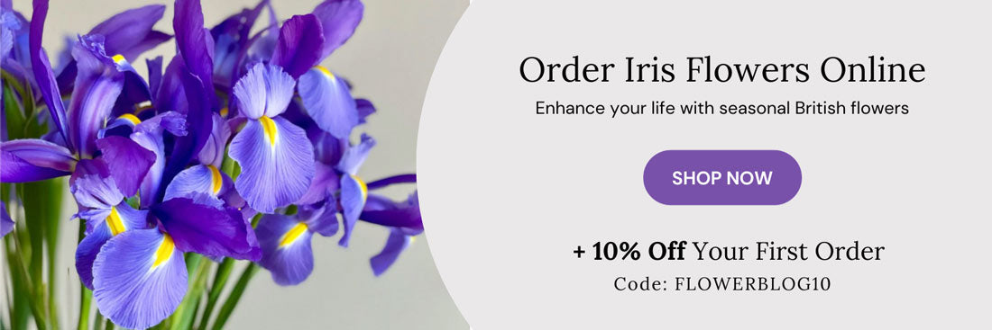 Order Blue Iris Flowers Online