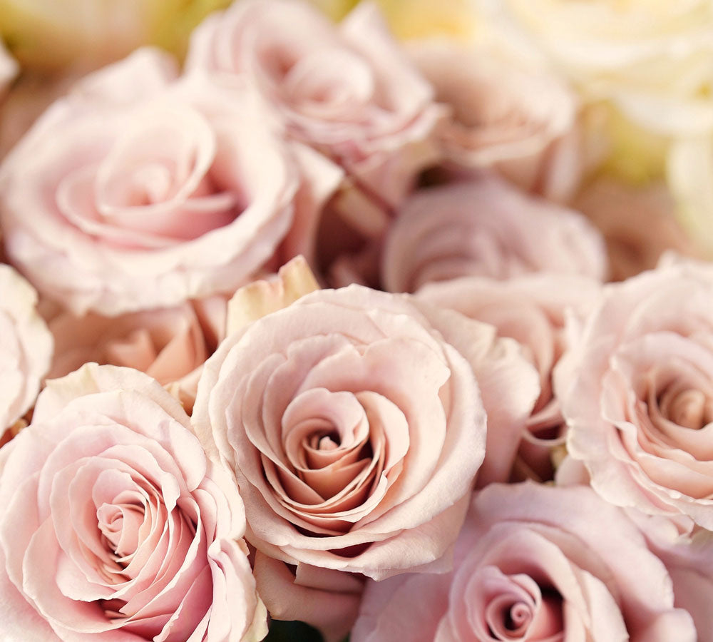 Best Flowers for Mother's Day Roses