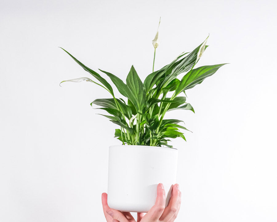 Peace lily plant - LOV Flowers