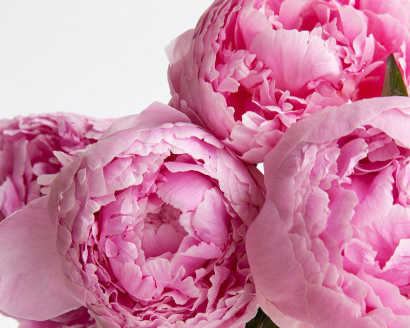 Pink peonies flowers by LOV Flowers