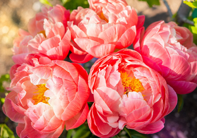 Sunset coral peonies - LOV Flowers