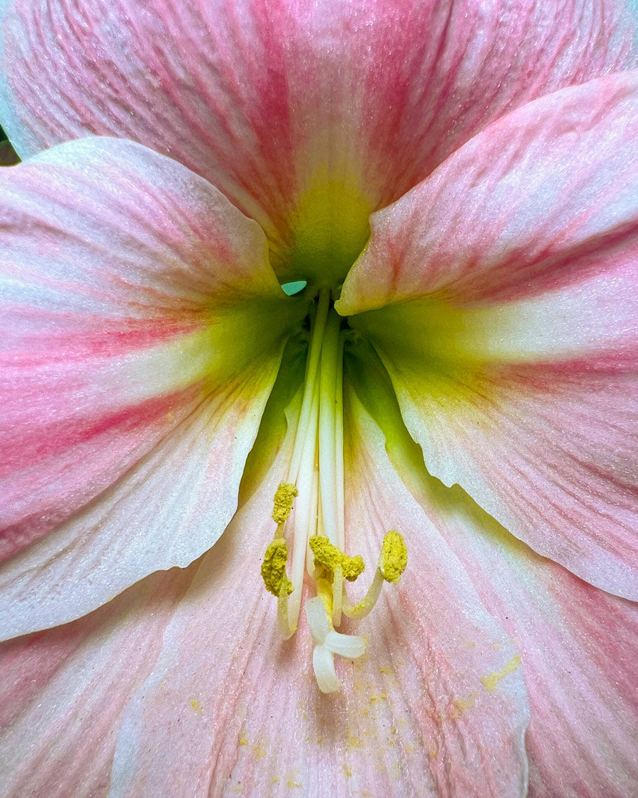 Pink Amaryllis Cose Up