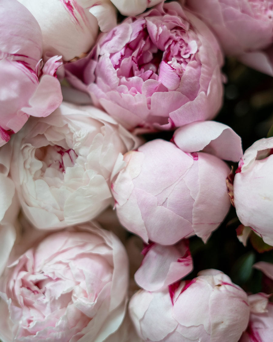 Fresh light pink peony flowers