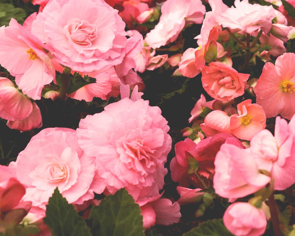 Pink begonia flowers that looks like roses by LOV Flowers