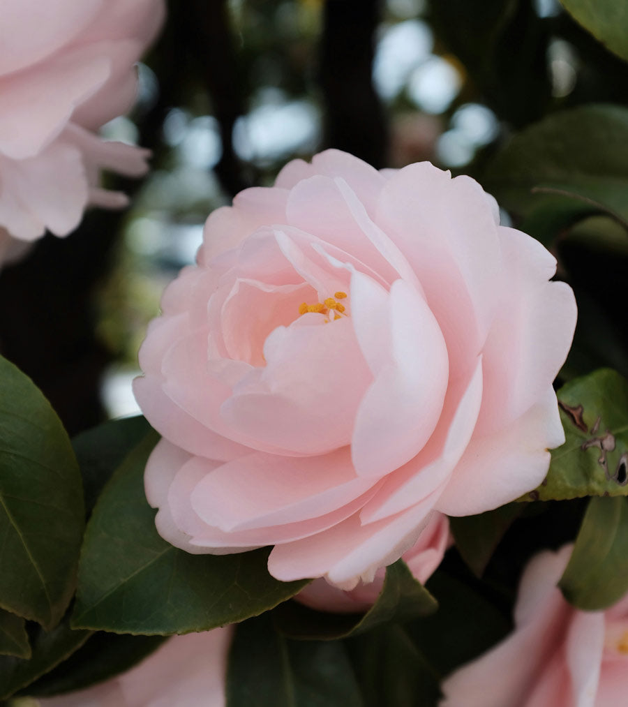 Camellia Symbolise Femininity Symbolism