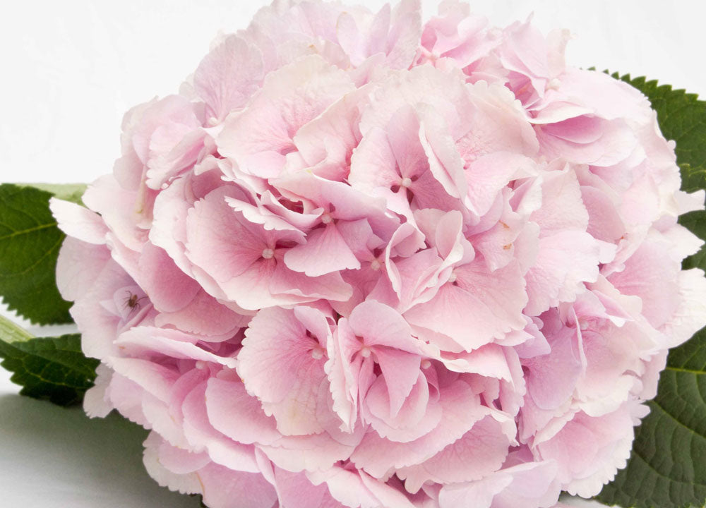 Light pink hydrangea flower head - LOV Flowers