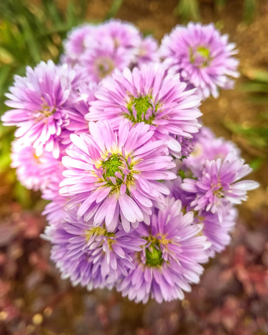 Pink aster flowers