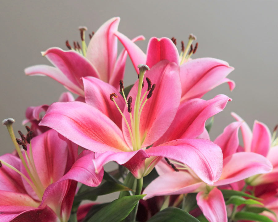 Pink Lilies Symbolise Love