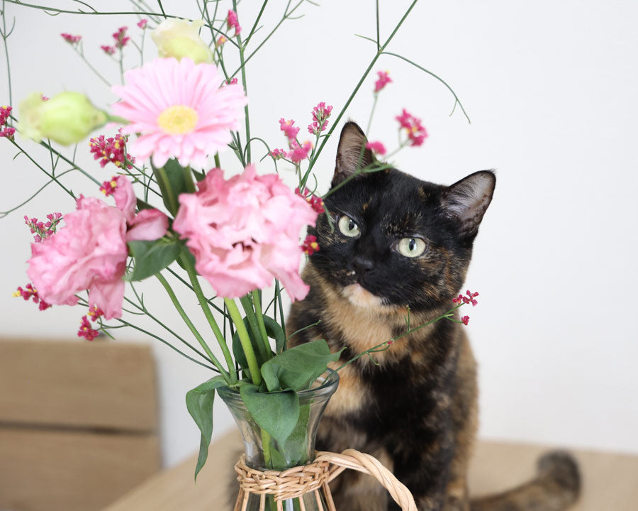 Pink limonium flowers in a vase next to a cat - LOV Flowers