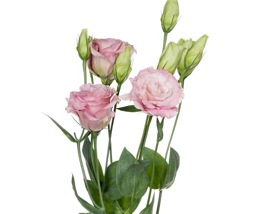 Lisianthus Pink Flowers Delivery UK Letterbox