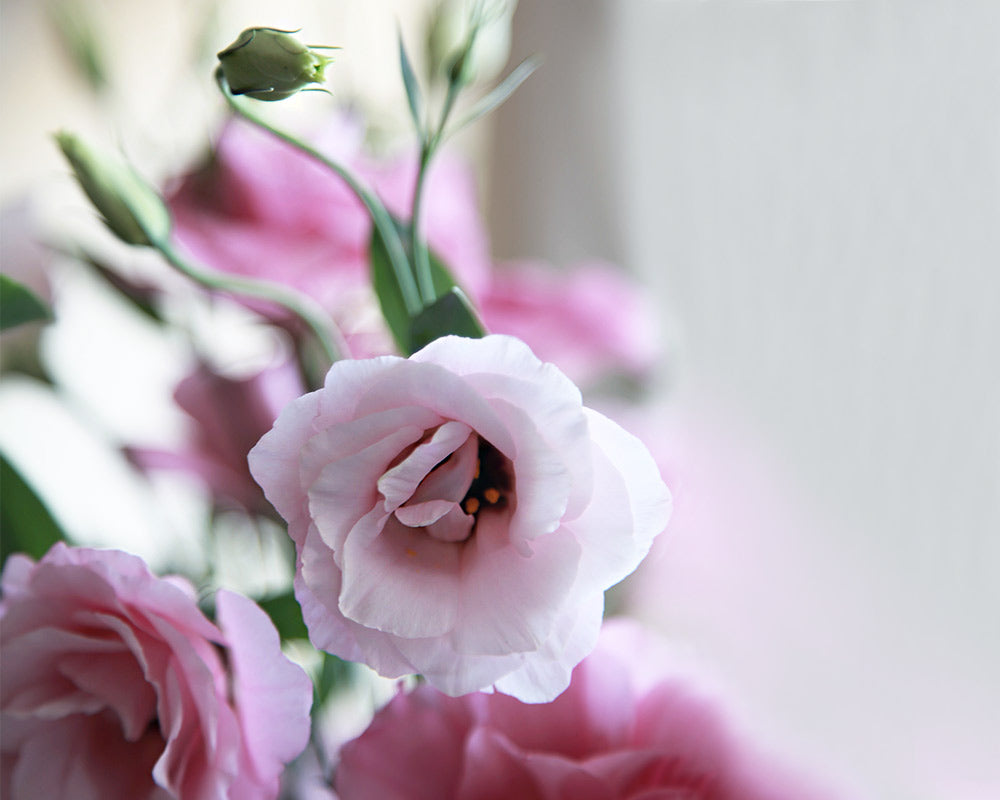 Lisianthus Flowers Delivery Pink Flower Bouquet