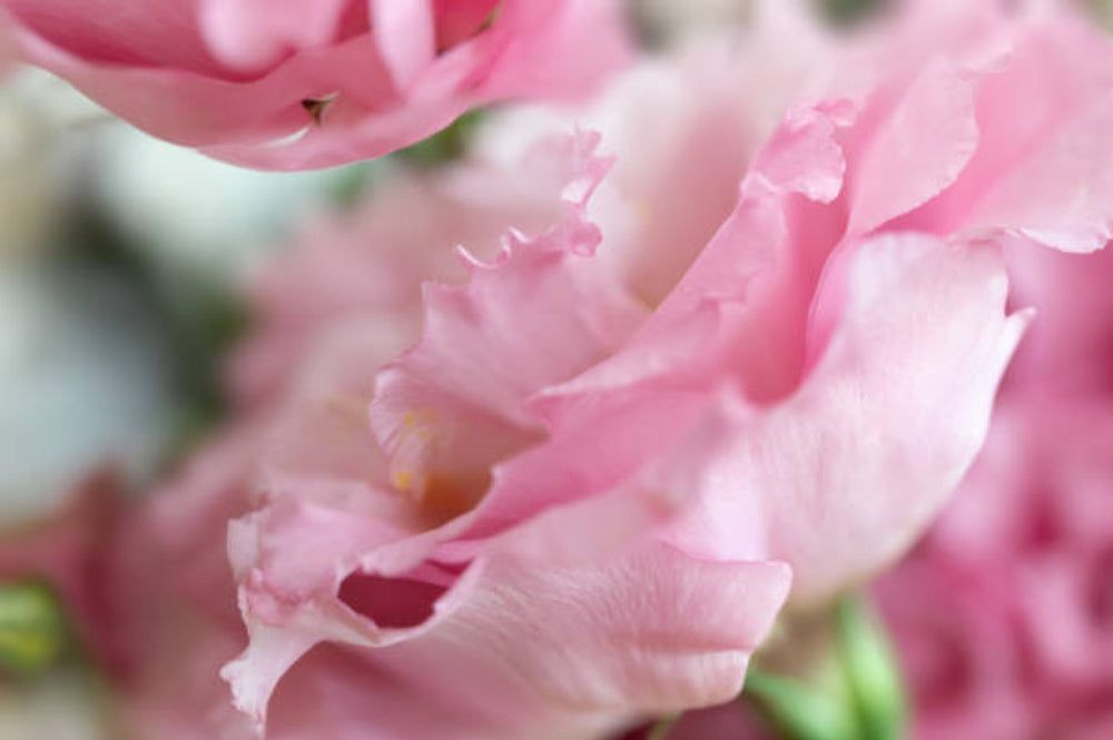 Lisianthus Flower Meanings Symbolism Pink