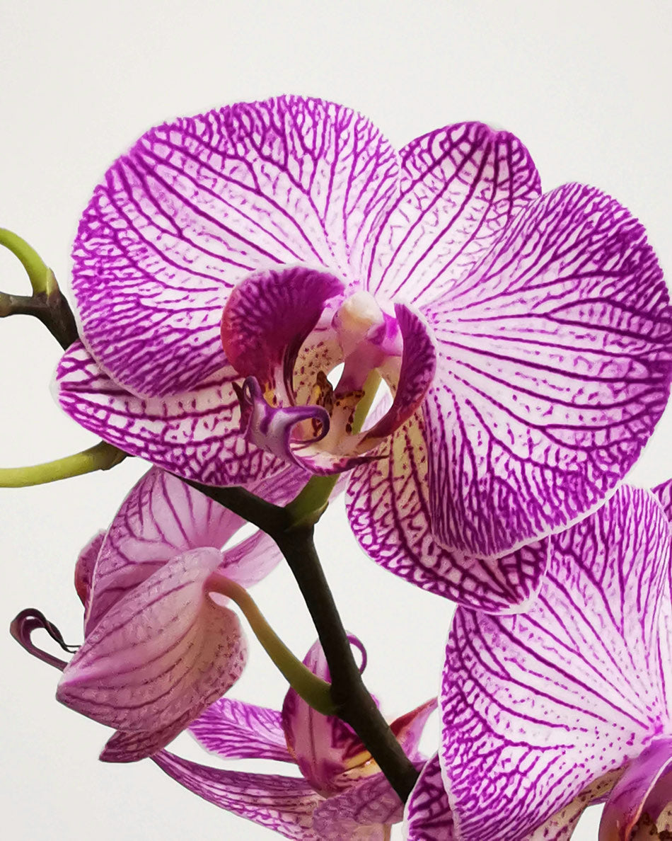 Orchids Symbolise Femininity
