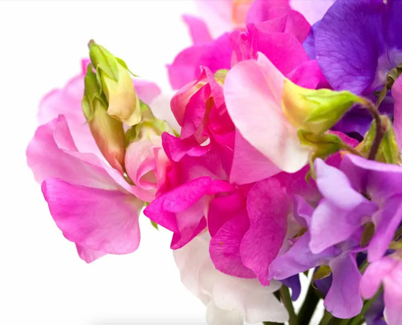 Bright Pink Purple Sweet Peas Sweetpea Flowers