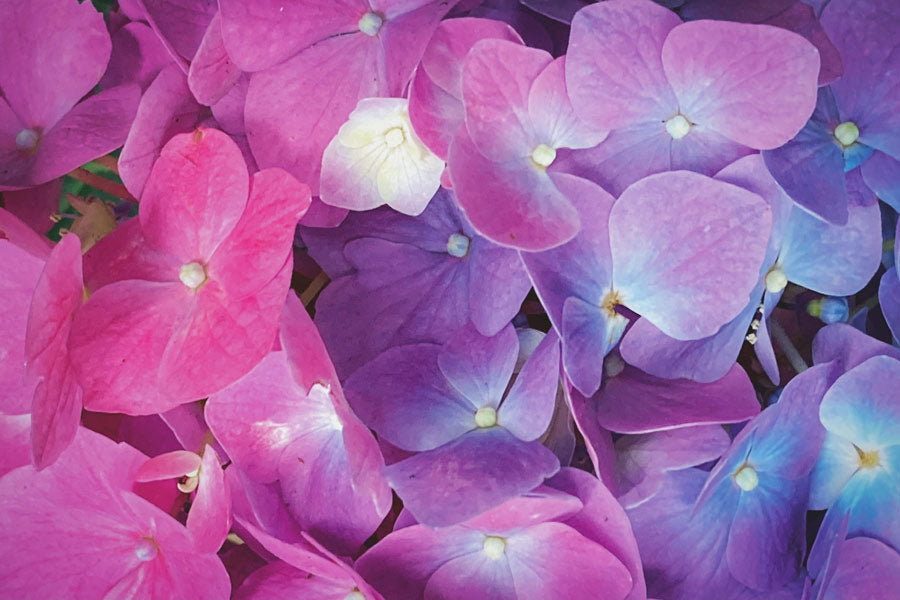 Pink and purple hydrangea flower close up - LOV Flowers