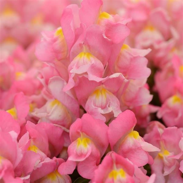 Pink snapdragon flowers - LOV Flowers