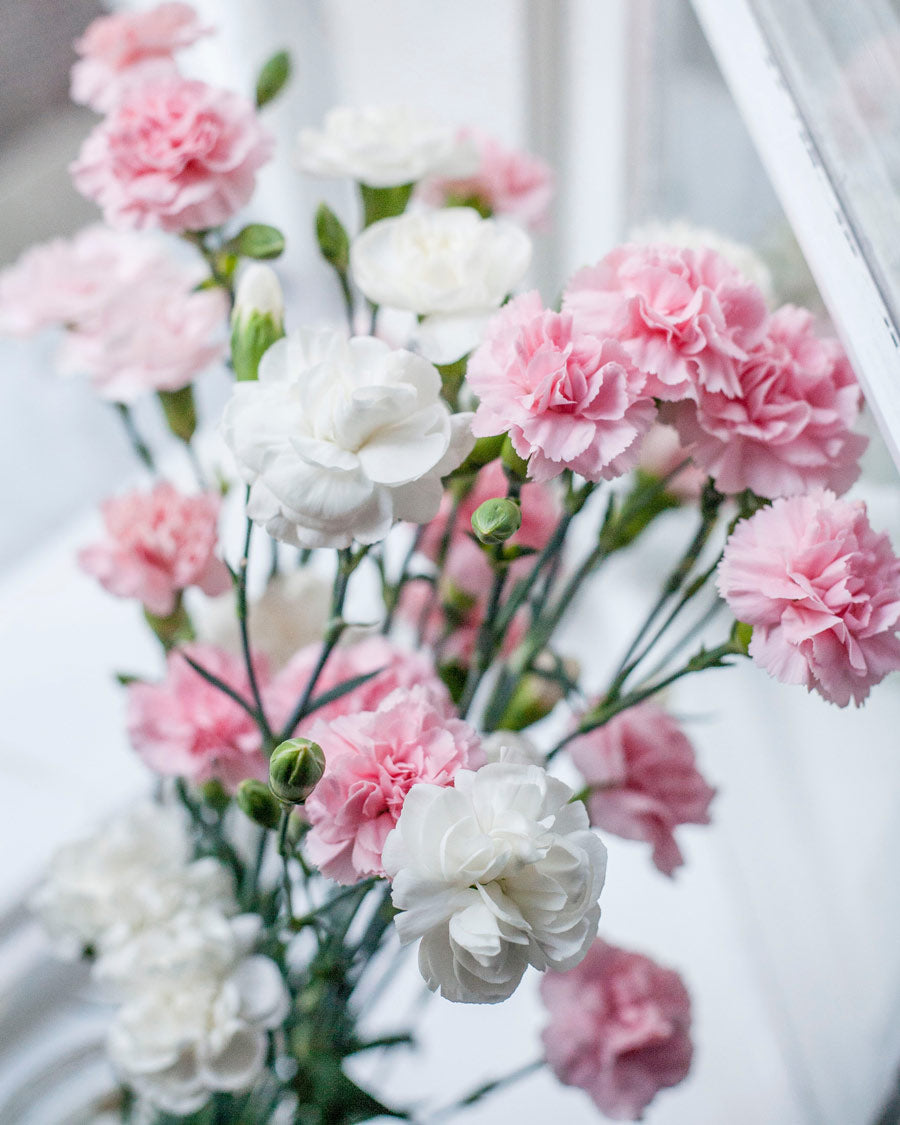 Best Flowers for Mother's Day Carnations