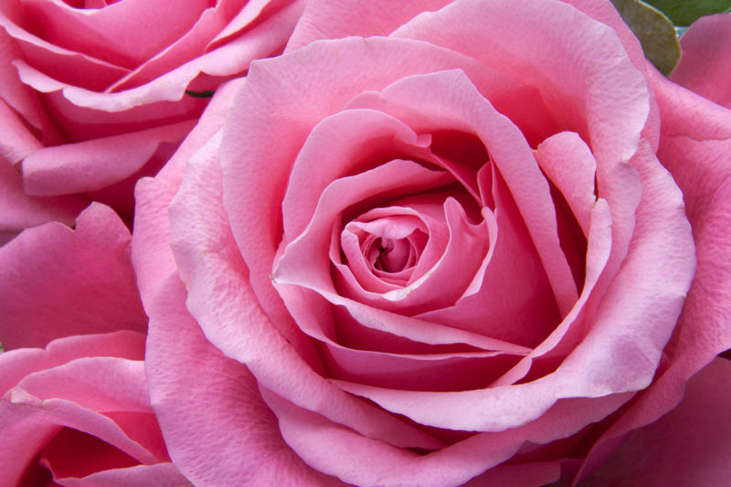 Pink roses - LOV Flowers