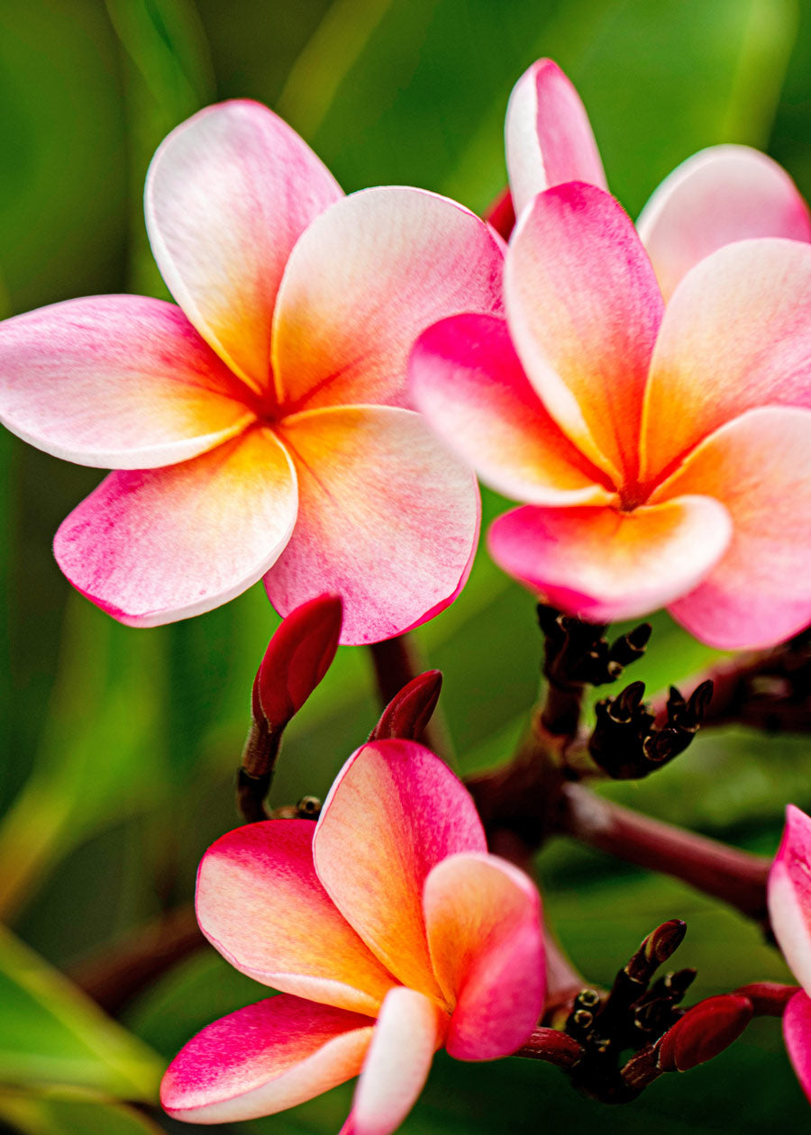 Discovering the Beauty of Hawaiian Flowers Plumeria