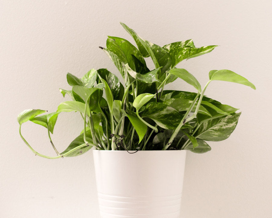 Pothos Plant - LOV Flowers