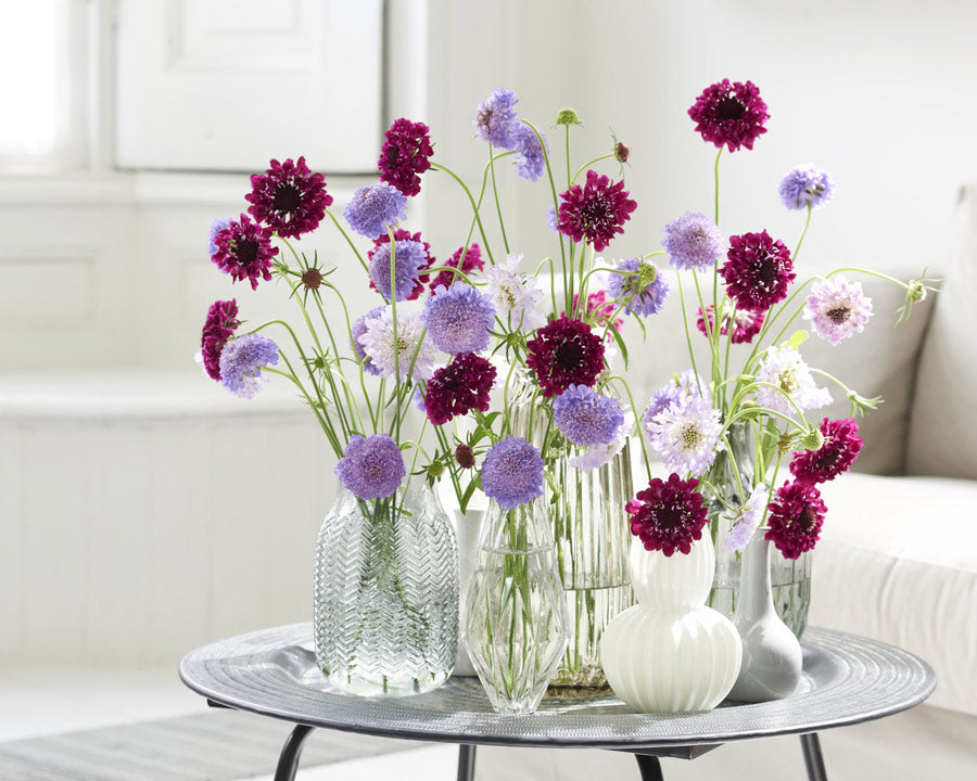 Scabiosa flowers in small glass bud vases on a table - LOV Flowers