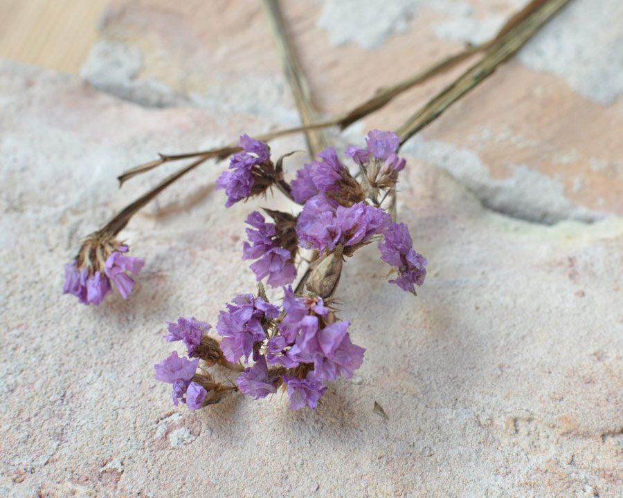 Purple Limonium flower