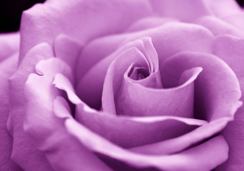 Purple rose close up petals