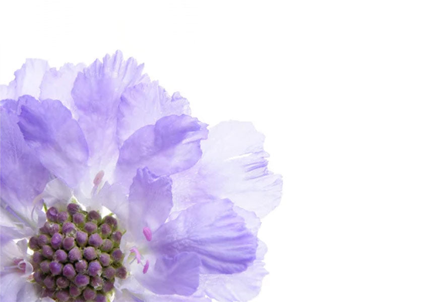 Light purple scabiosa flower - LOV Flowers