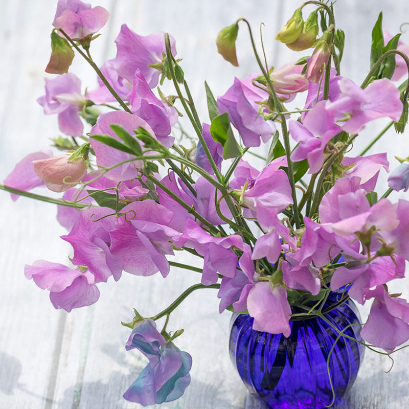 Purple Pink Sweet Pea Flower Bouquet In A Blue Glass Vase