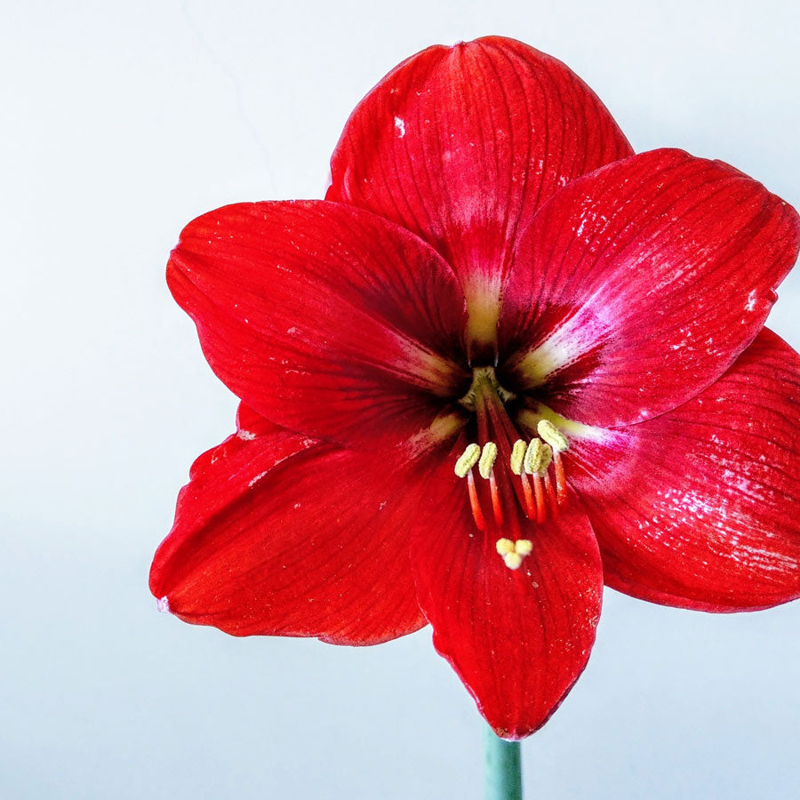 Red Amaryllis Flower