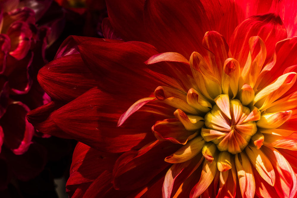 Red chrysanthemum flower