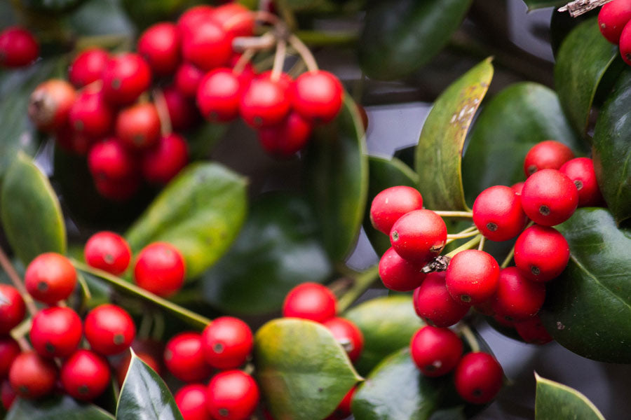 Red holly berries Christmas winter flowers