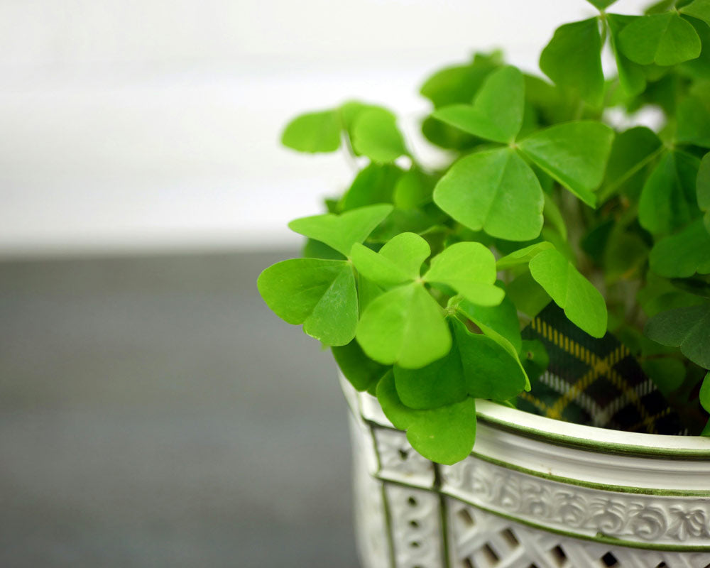 How to decorate St Patrick's Day with flowers